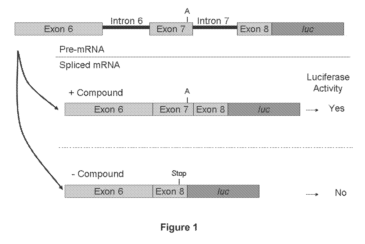 Compounds for treating spinal muscular atrophy