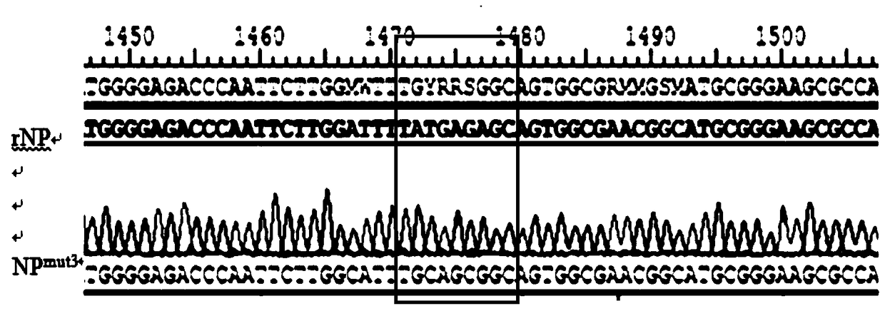 Marked vaccine strain of genotype ⅶ Newcastle disease virus and its application