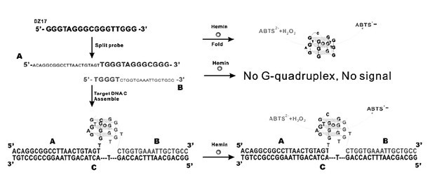 Mycobacterium tuberculosis rifampin-resistance mutation visual detection probes and application thereof