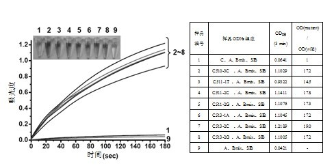 Mycobacterium tuberculosis rifampin-resistance mutation visual detection probes and application thereof