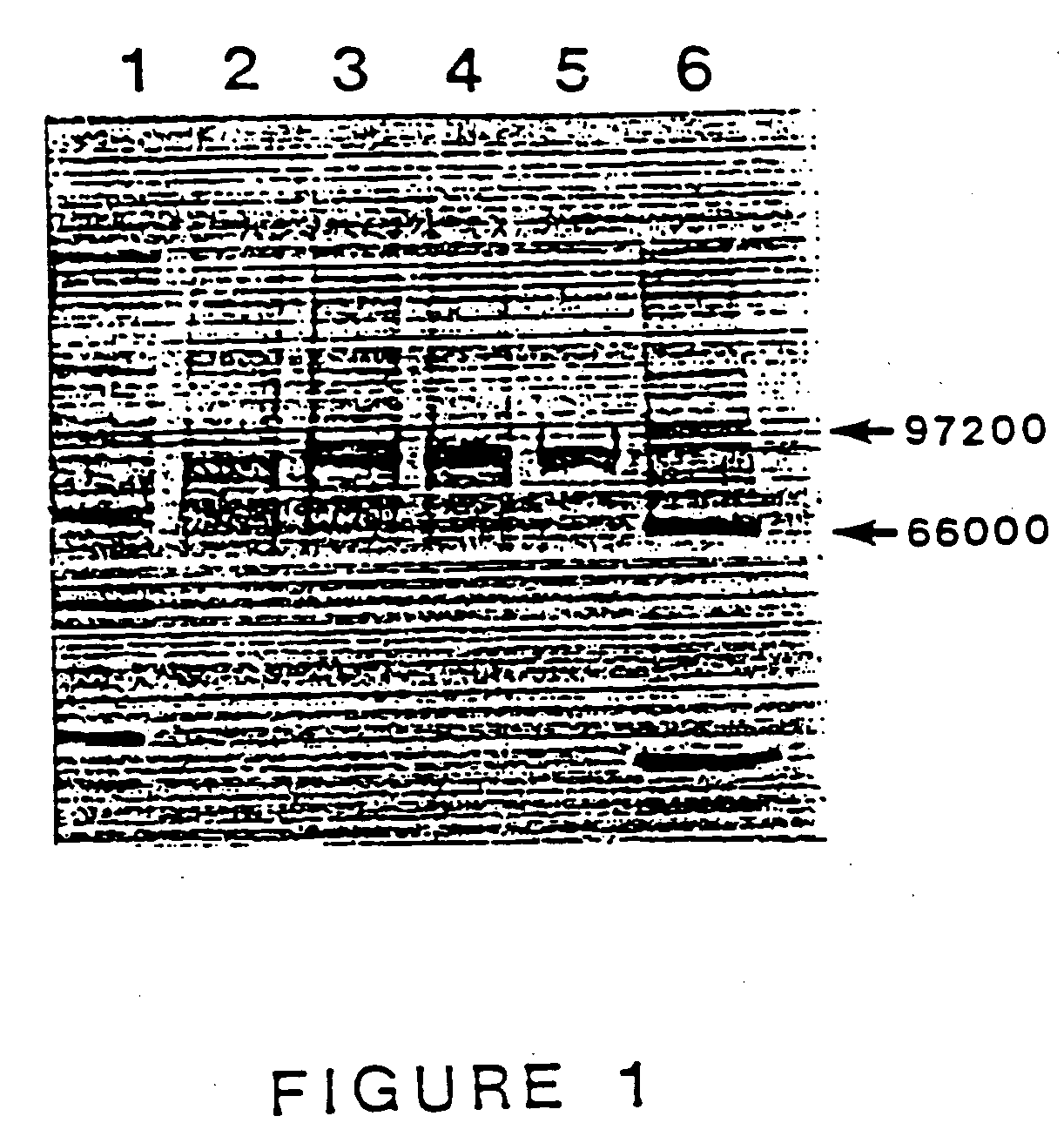 Purified thermostable Pyrococcus furiosus DNA polymerase I