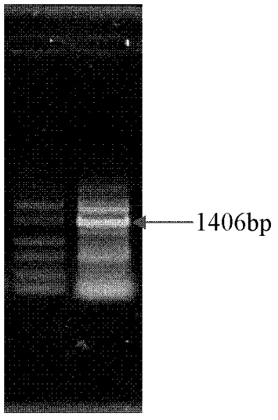 Corn low-temperature inducible promoter and activity analysis