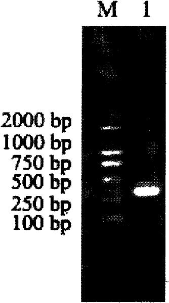 Portunus trituberculatus anti-lipopolysaccharide factor PtALF-3 gene and encoding proteins and application thereof