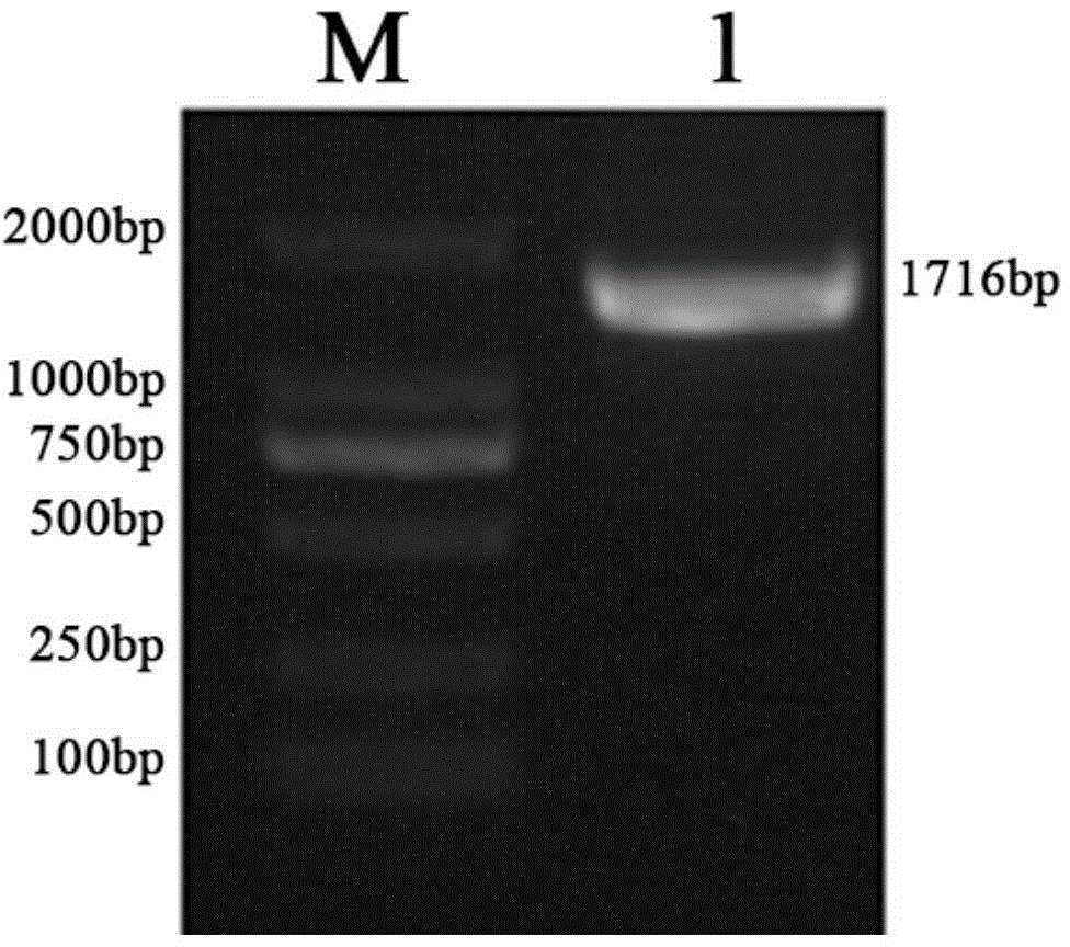 Haynaldia villosa agglutinin receptor-like kinase gene and expression vector and application