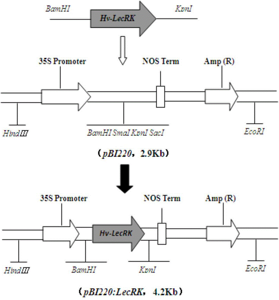 Haynaldia villosa agglutinin receptor-like kinase gene and expression vector and application