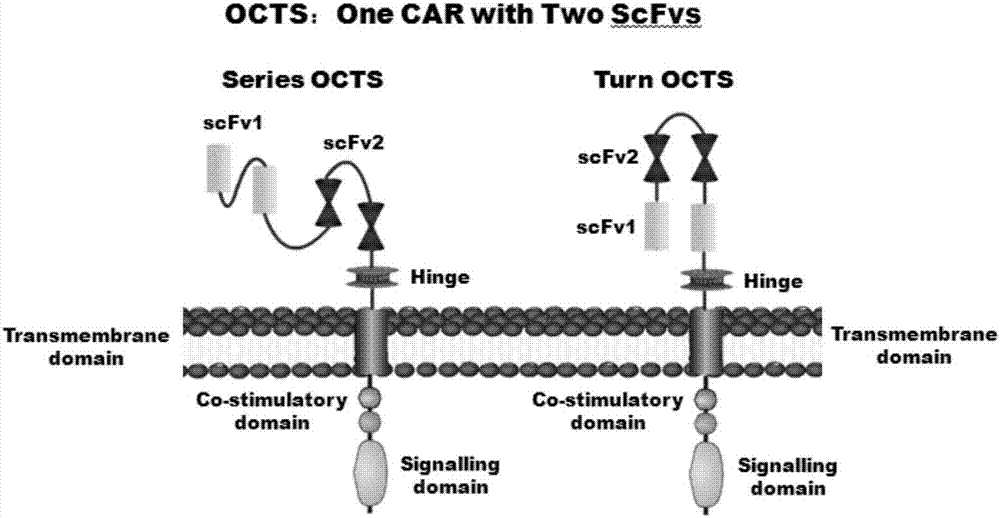 OCTS technology-based prostatic cancer CAR-T therapy vector and construction method and application thereof