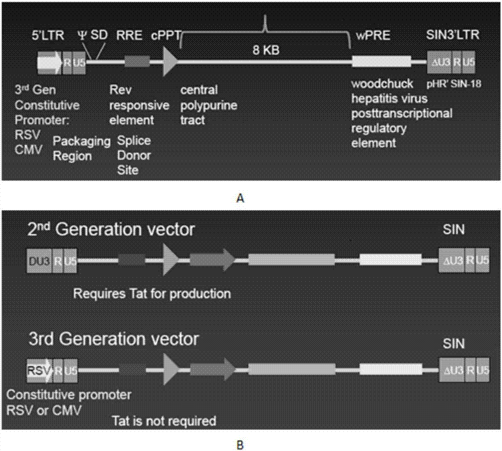 OCTS technology-based prostatic cancer CAR-T therapy vector and construction method and application thereof