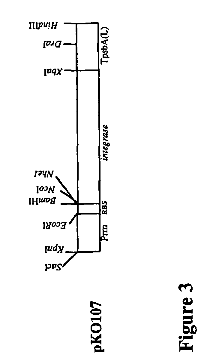 Transgenic plants having transformed plastid genomes and progeny thereof