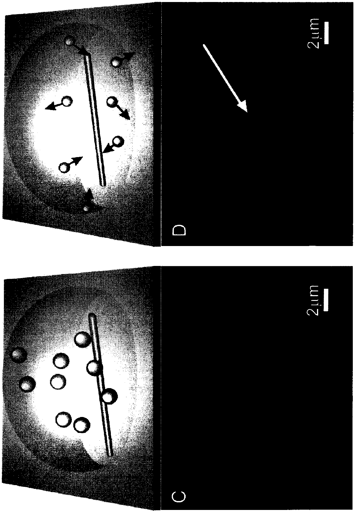 A surface-enhanced Raman scattering substrate with visible hotspots, a preparation method, and a method for detecting molecules using the substrate