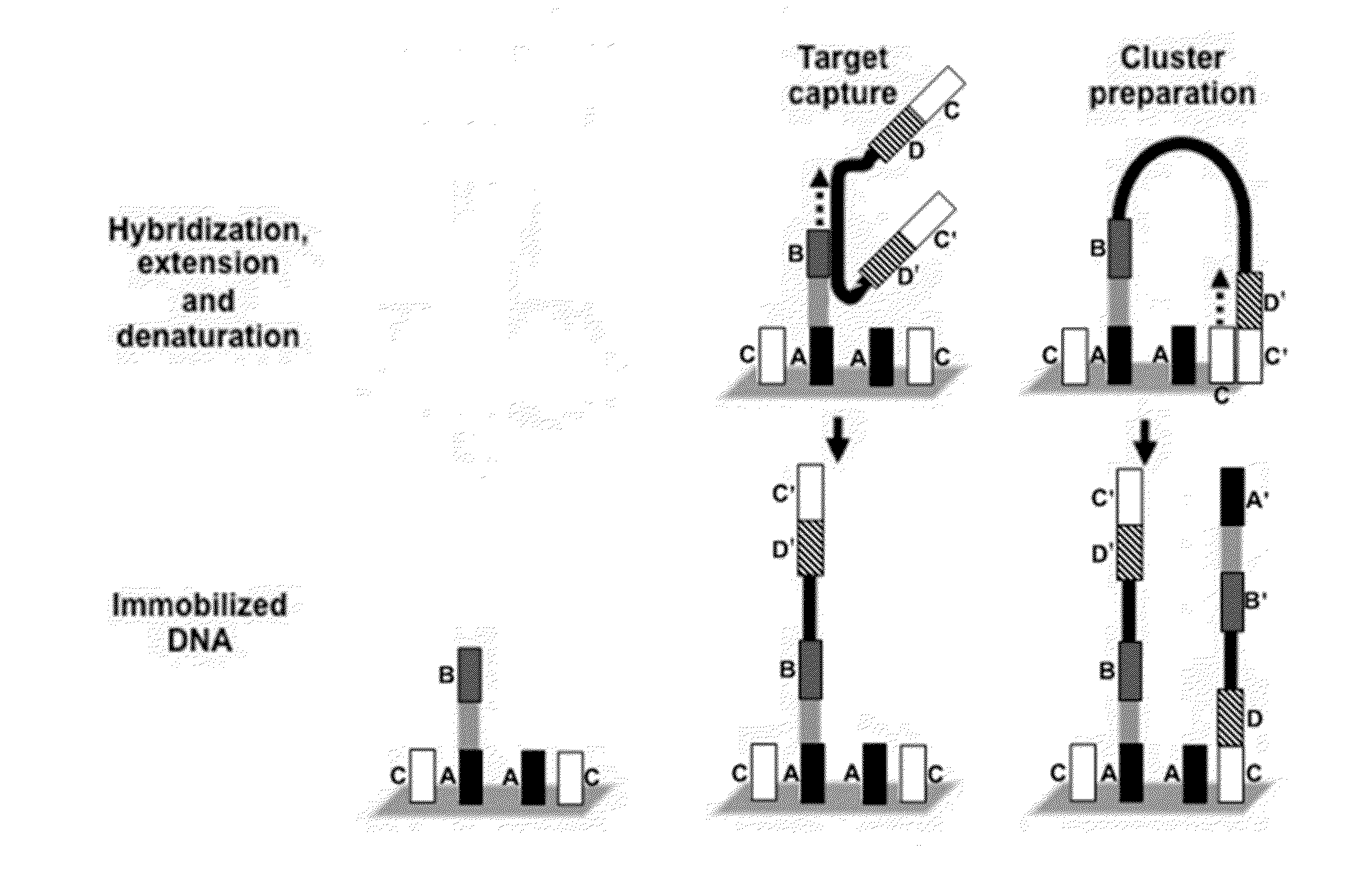 System and Methods for Detecting Genetic Variation