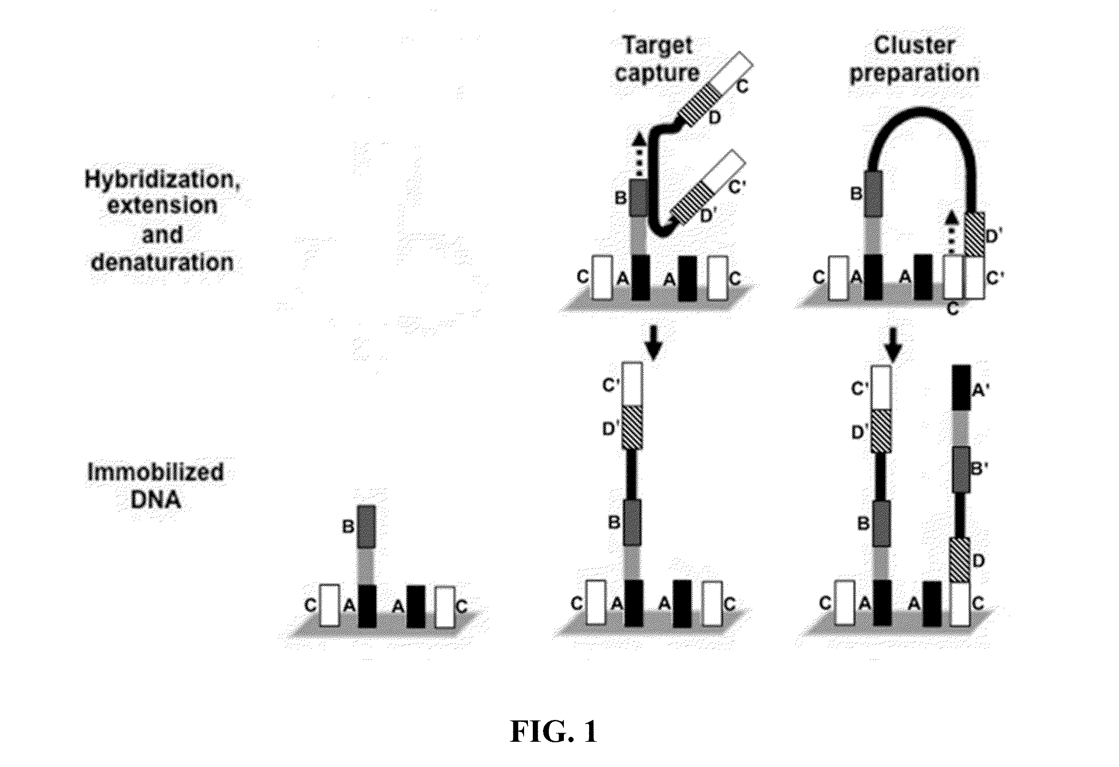 System and Methods for Detecting Genetic Variation