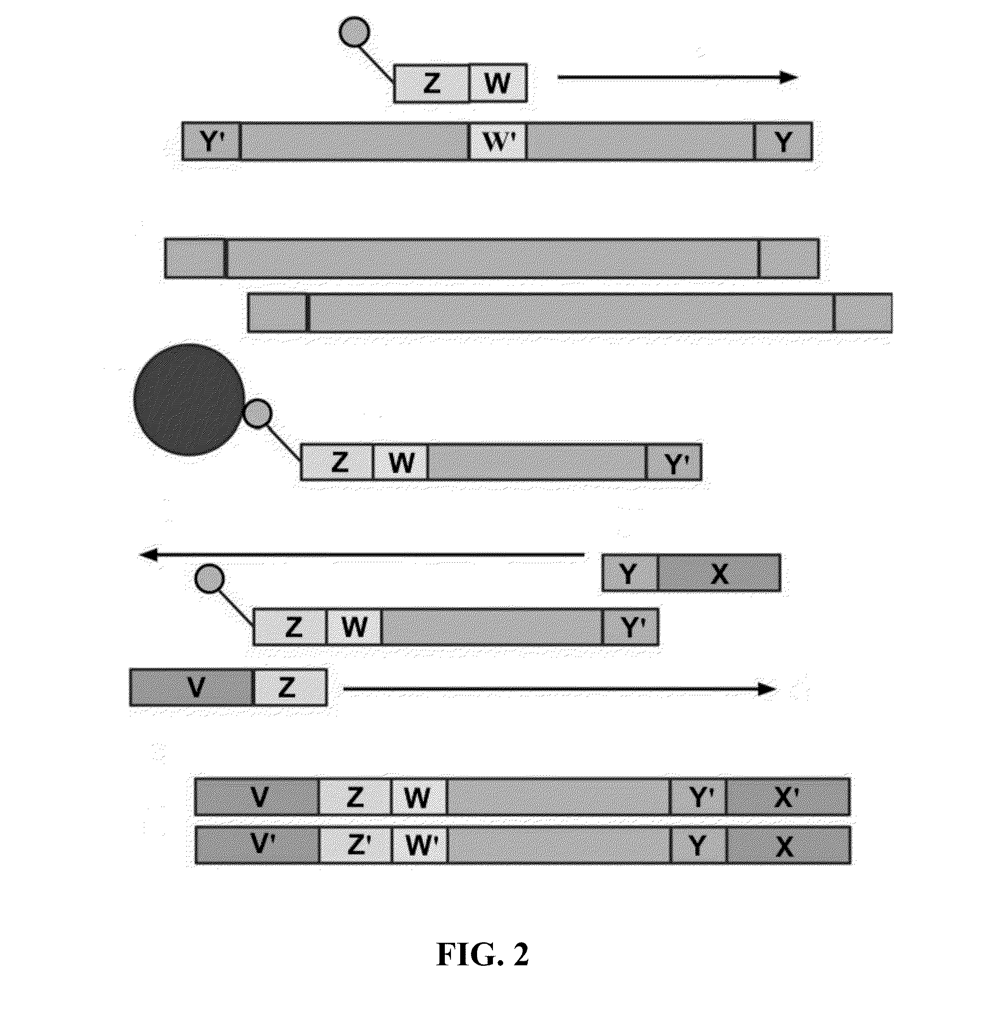 System and Methods for Detecting Genetic Variation