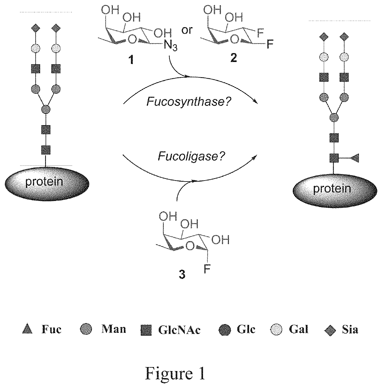 Designer α 6-fucosidase mutants enable direct core fucosylation of intact N-glycopeptides and N-glycoproteins