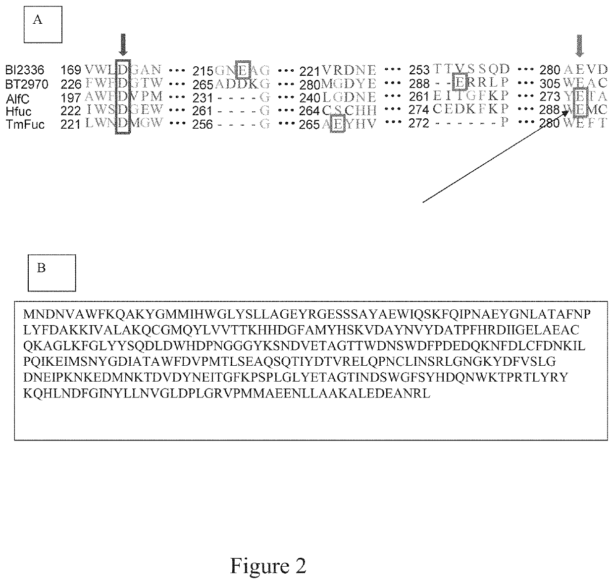 Designer α 6-fucosidase mutants enable direct core fucosylation of intact N-glycopeptides and N-glycoproteins