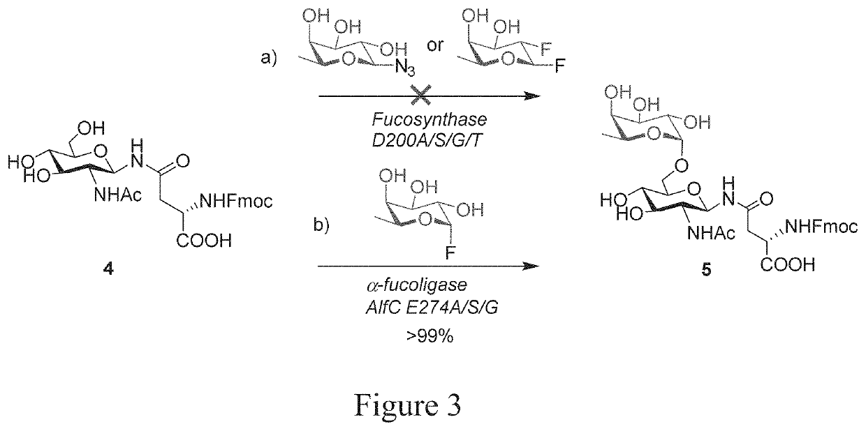 Designer α 6-fucosidase mutants enable direct core fucosylation of intact N-glycopeptides and N-glycoproteins