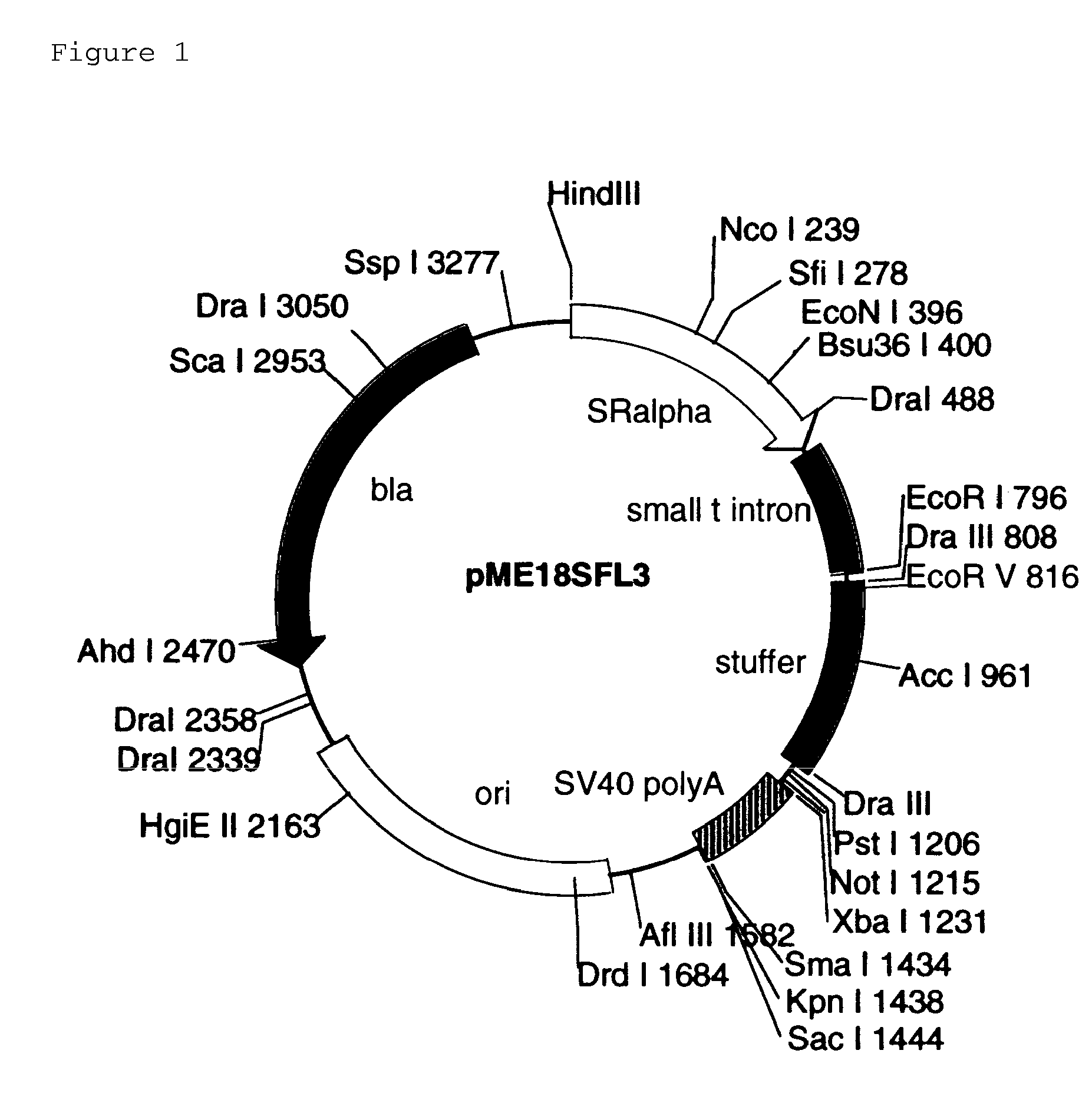 FULL-LENGTH cDNA AND POLYPEPTIDES