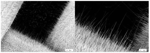 Cell electrotransfection device and its application