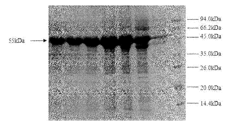 Method for degrading streptococcus suis biofilm by applying phage lyase