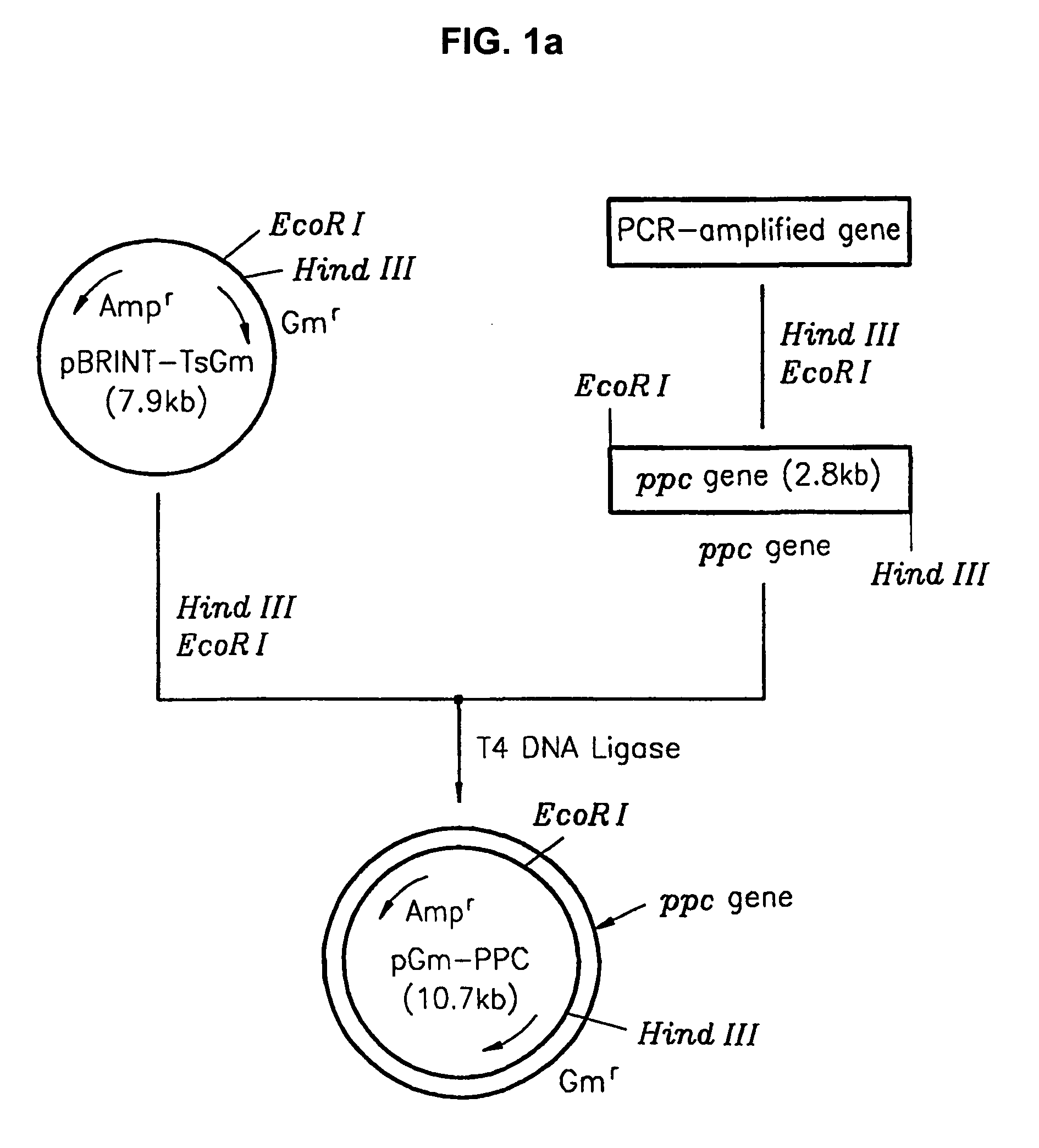 Method for L-threonine production