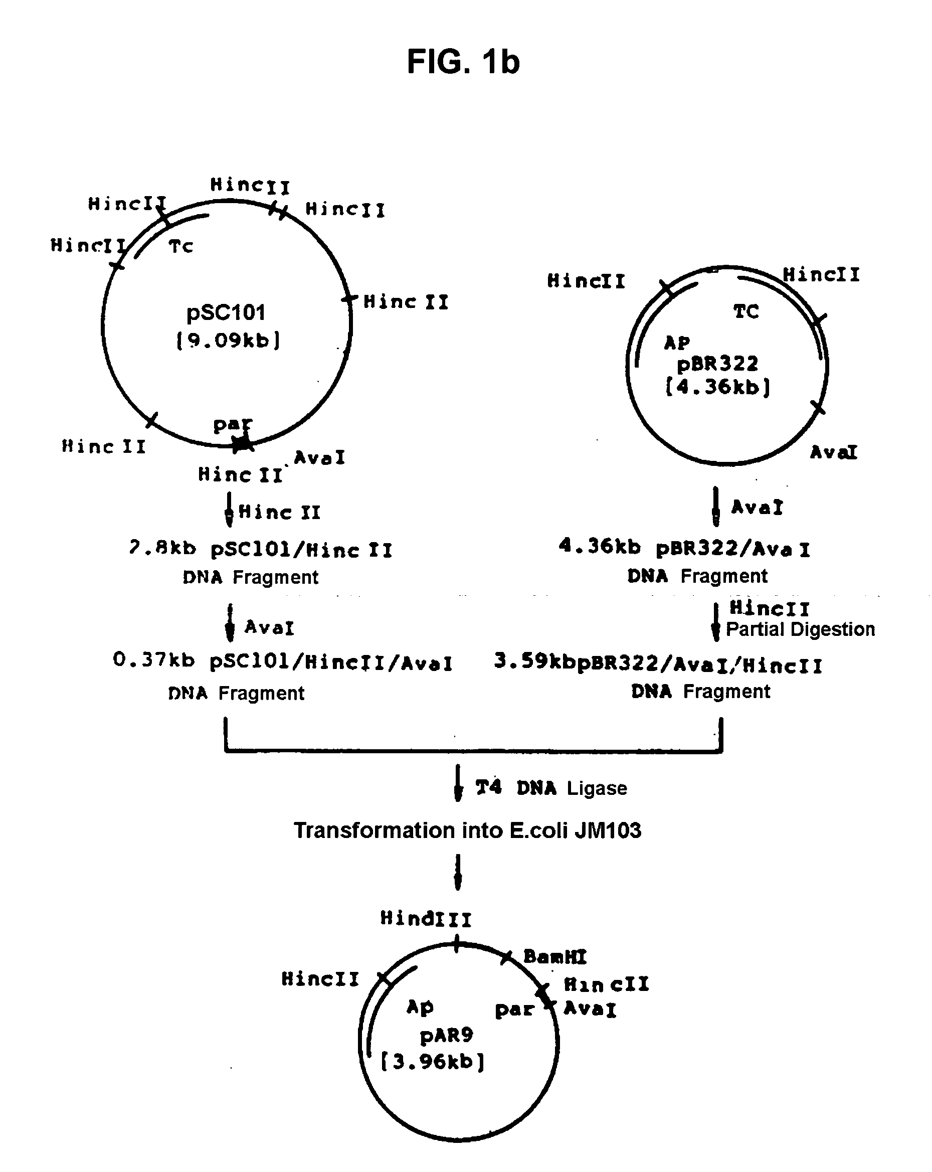 Method for L-threonine production