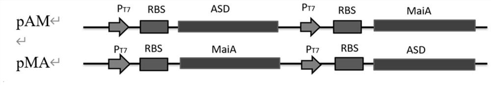 Method for synthesizing L-alanine by catalyzing maleic acid through double-enzyme coupled whole cells