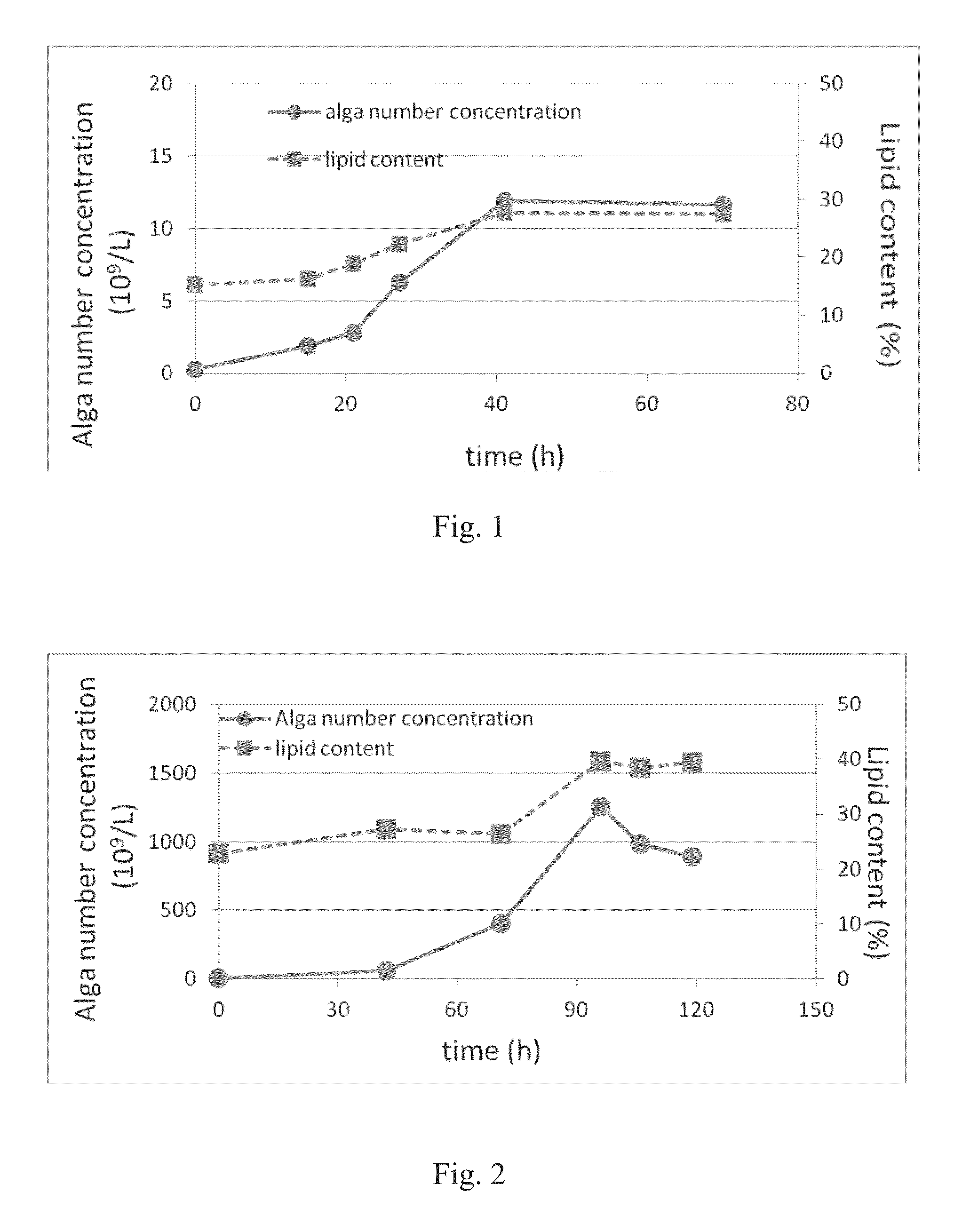 Algae having intracellular lipid particles and high lipid content