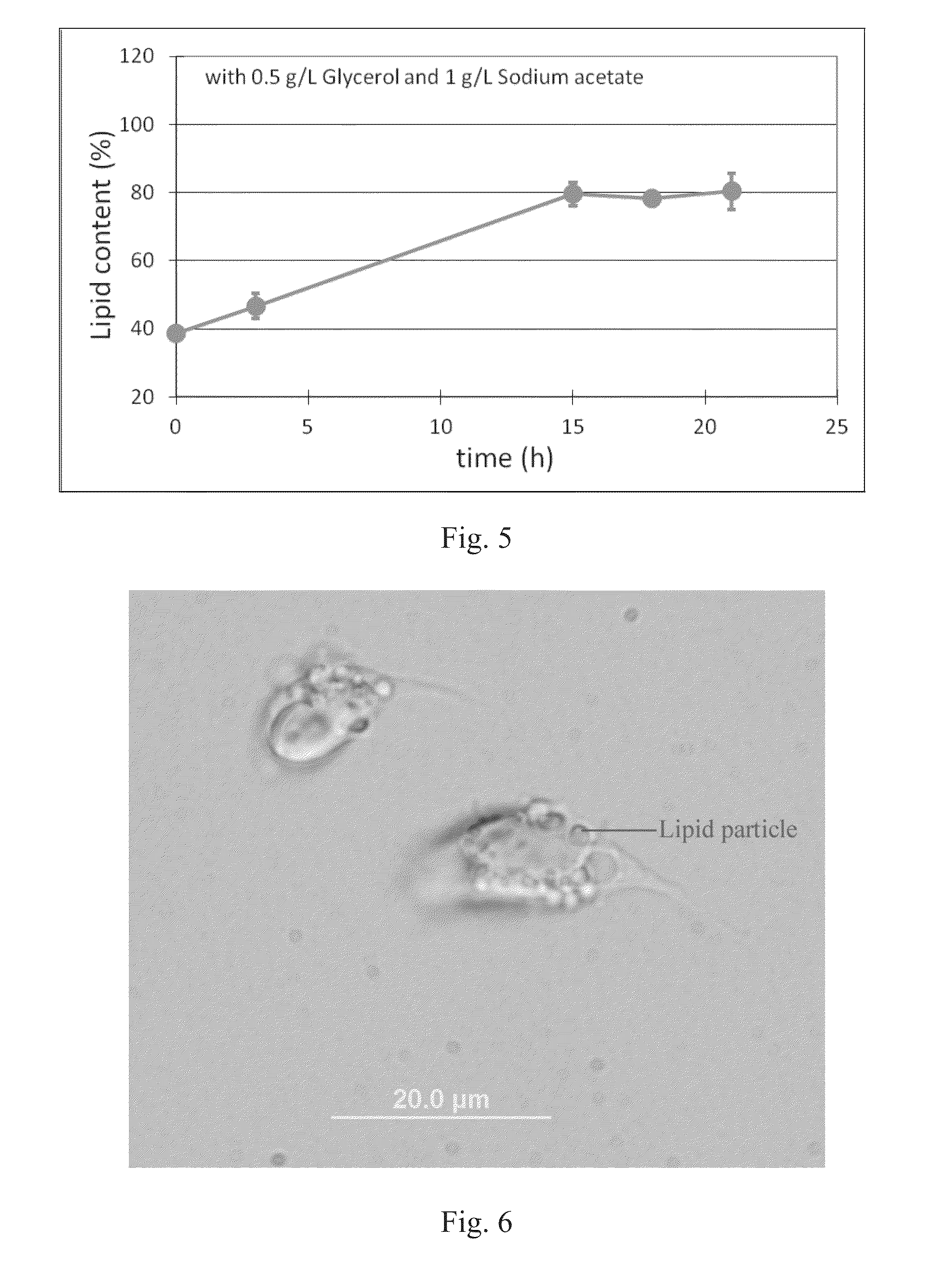 Algae having intracellular lipid particles and high lipid content