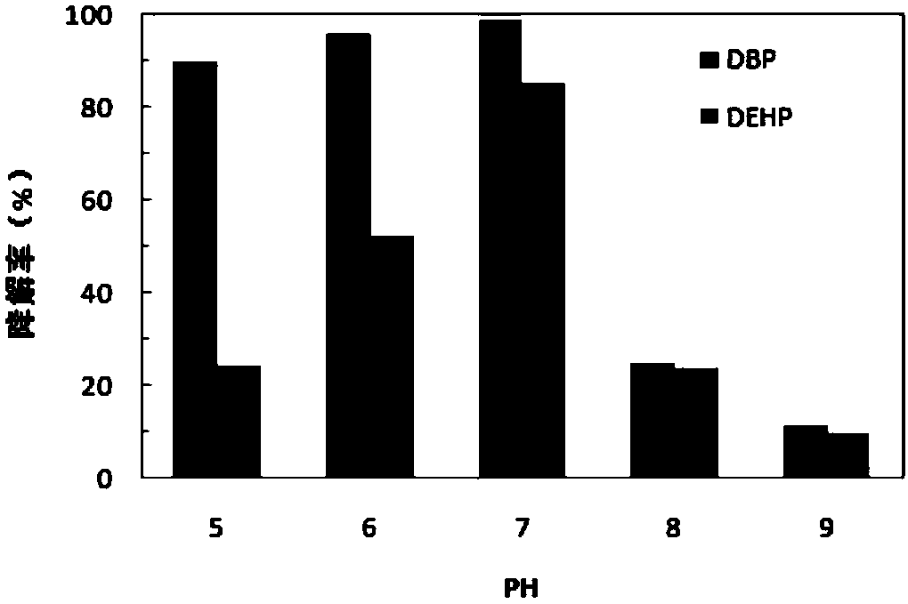 Rhodococcus YC915 and application of adsorption bacterial agent of rhodococcus YC915 for degrading phthalate ester in soils