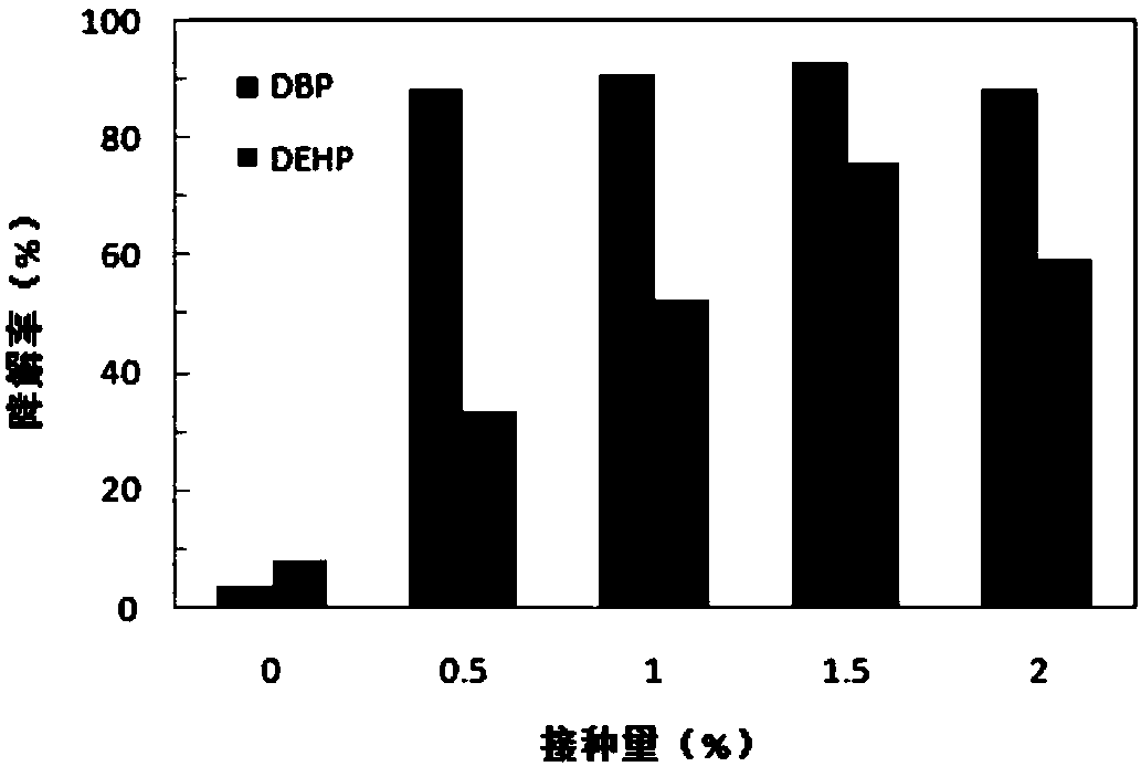 Rhodococcus YC915 and application of adsorption bacterial agent of rhodococcus YC915 for degrading phthalate ester in soils