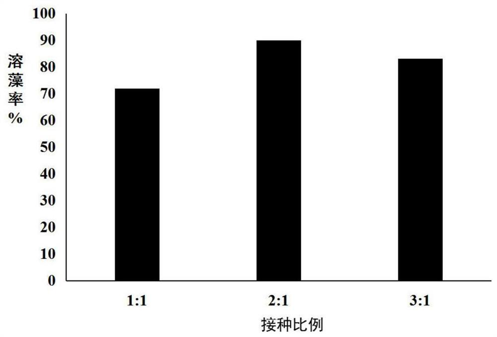 Composite microbial algae removal microbial agent and preparation method and application thereof