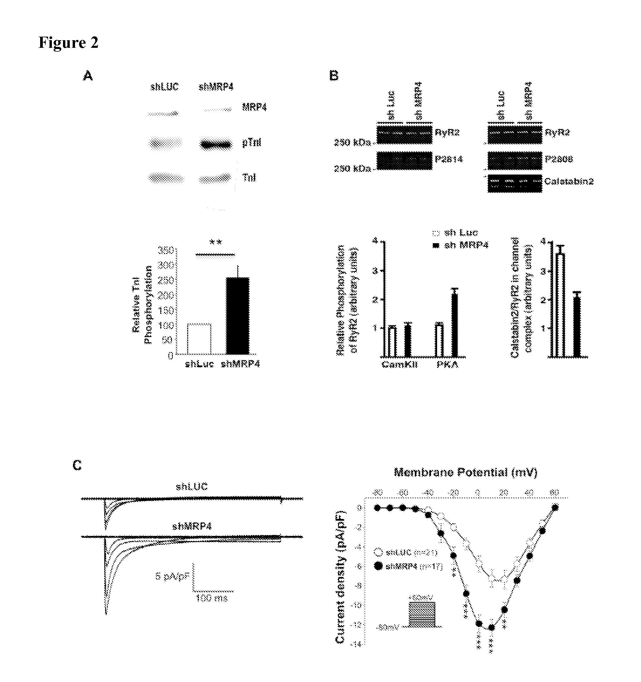 Inhibitors of MRP4 and Agents Stimulating MRP4 Activity for the Treatment of Cardiac Disorders