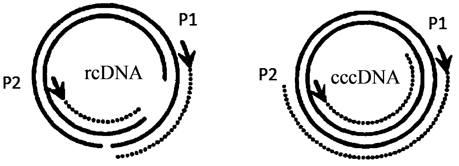 cccDNA standard substance, preparation method thereof, and method and kit for quantitatively detecting cccDNA of hepatitis b virus