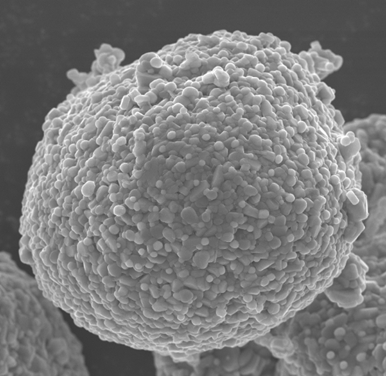 A polycrystalline positive electrode material simultaneously modified by doping and impregnation coating and its solid phase preparation method and application