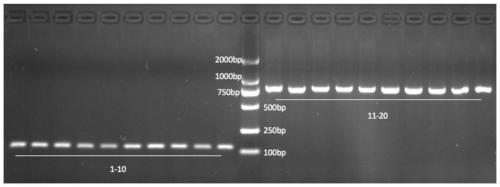 Method for identifying Hucho taimen and Brachymystax lenok