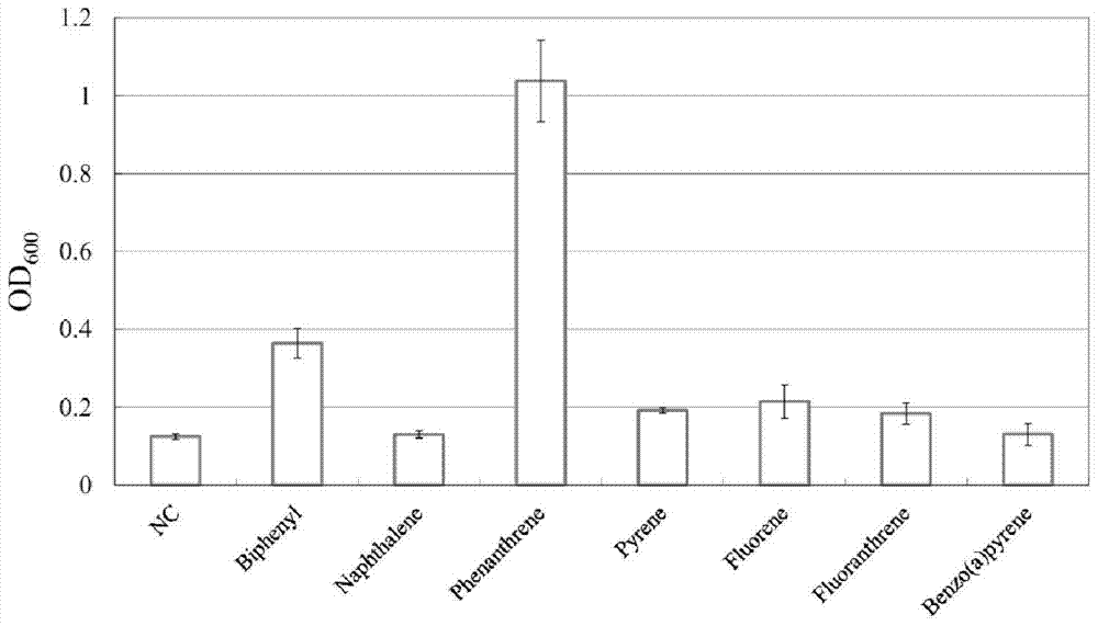 Sphingobacter strains for degrading polycyclic aromatic hydrocarbon organic pollutants and their applications