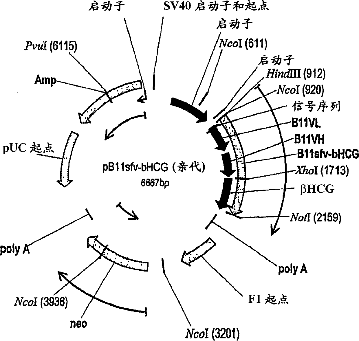 Antibody vaccine conjugates and uses therefor