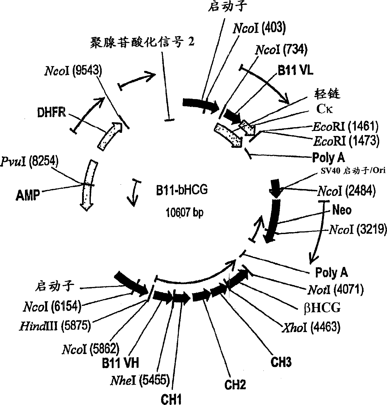 Antibody vaccine conjugates and uses therefor