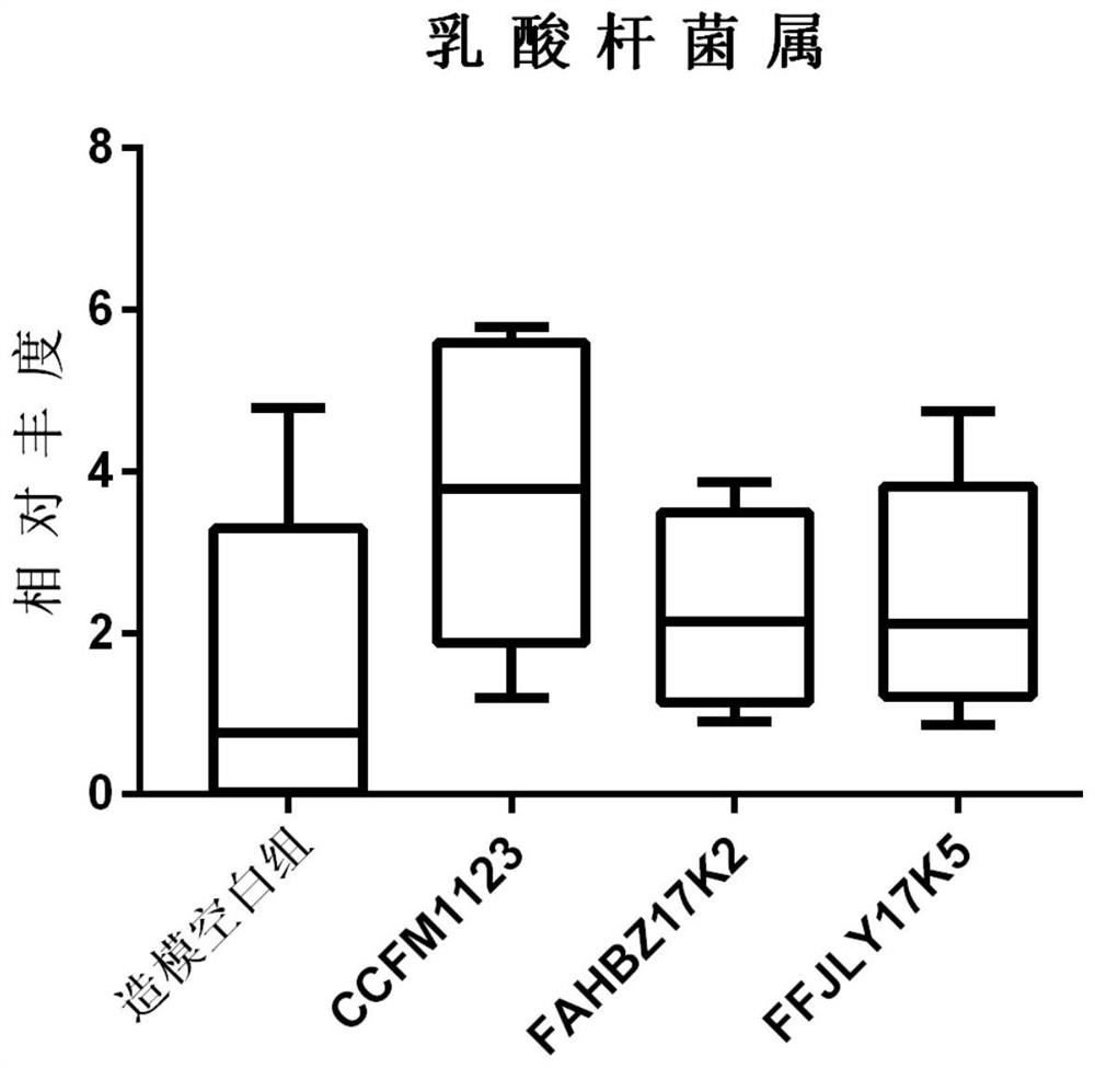 Bacteroides fragilis capable of regulating and controlling relative abundance of akkermansia in intestinal tracts