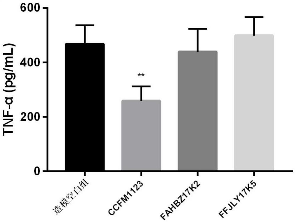 Bacteroides fragilis capable of regulating and controlling relative abundance of akkermansia in intestinal tracts