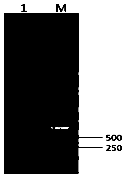 Coding gene of duck costimulatory molecule CD40 and application of coding gene