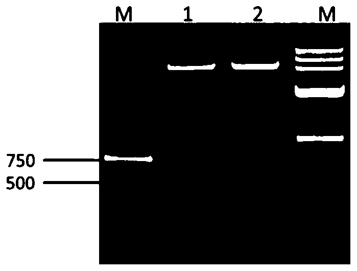 Coding gene of duck costimulatory molecule CD40 and application of coding gene