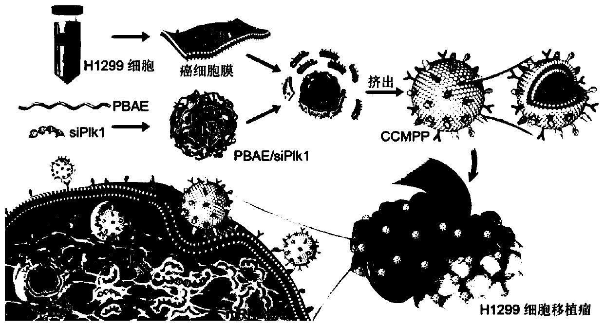 Targeted siRNA delivery bionic nanoparticle as well as preparation method and application thereof