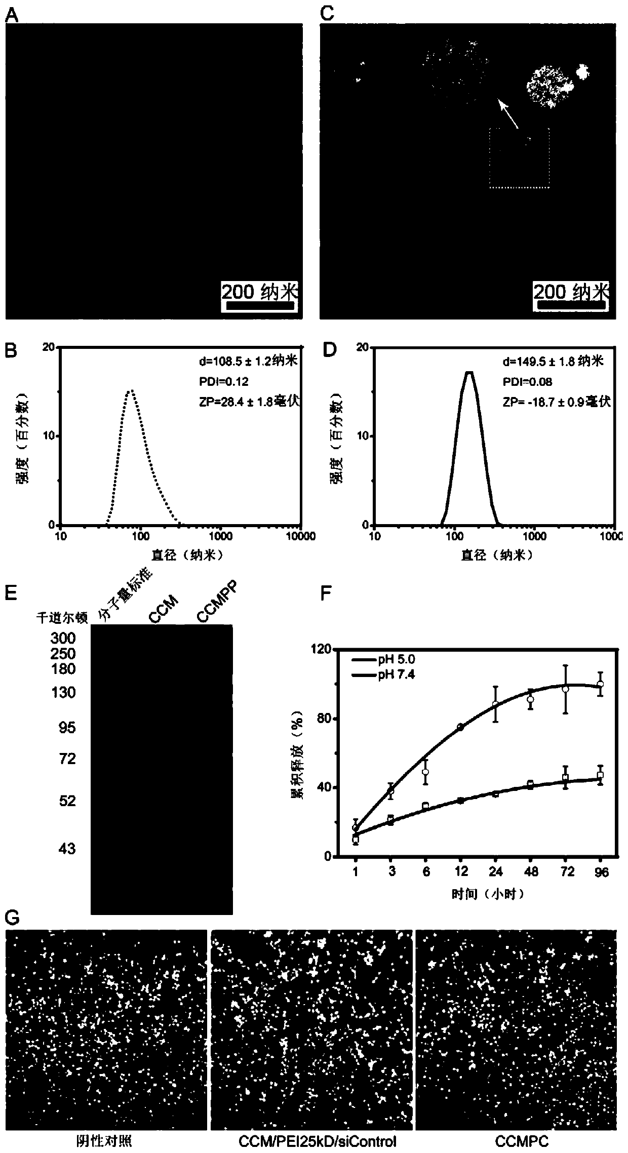 Targeted siRNA delivery bionic nanoparticle as well as preparation method and application thereof