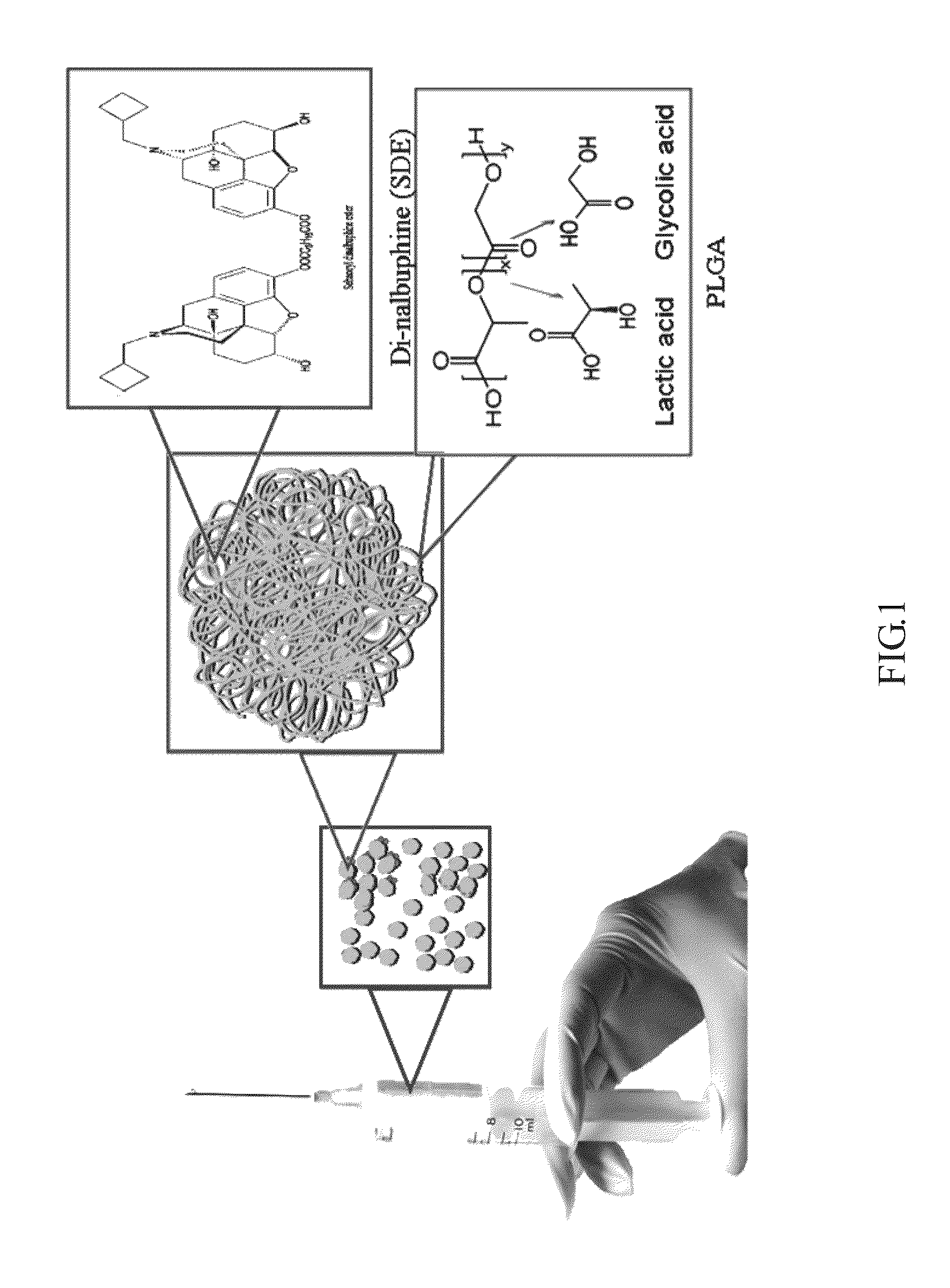 Analegisic (Sebacoyl dinalbuphine ester) PLGA controlled release formulation form