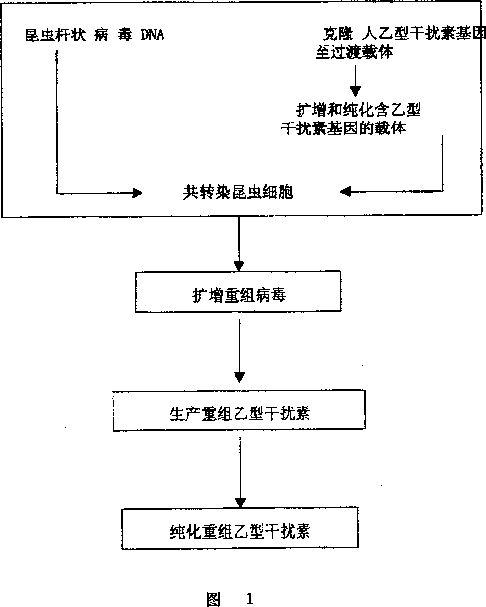 High-efficiency expression and application of human recombinant interferon B