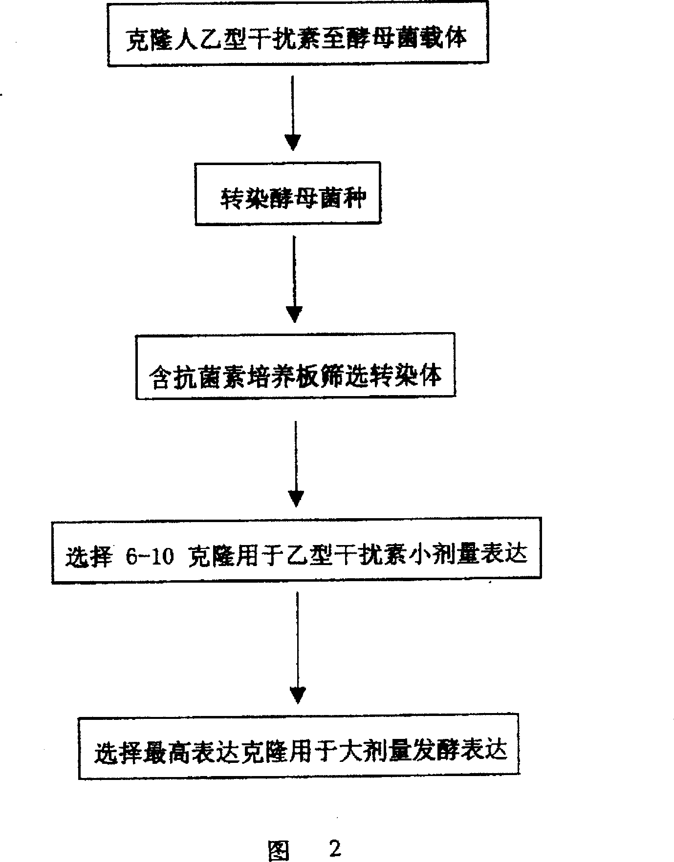 High-efficiency expression and application of human recombinant interferon B