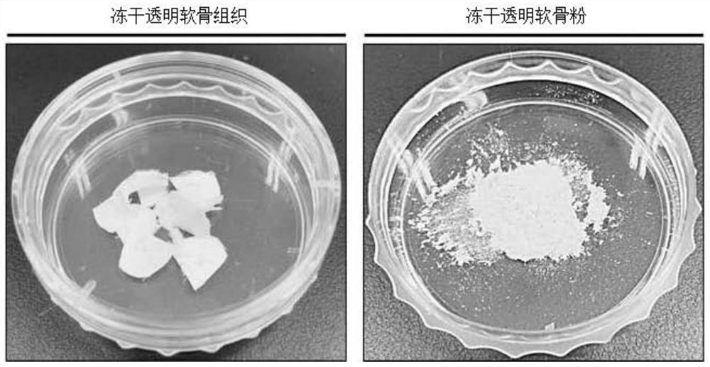 Method for producing composition for regenerating cartilage using freeze-dried hyaline cartilage powder, composition for regenerating cartilage produced using same, method for producing scaffold for regenerating patient-specific cartilage using composition for regenerating cartilage, and scaffold for regenerating patient-specific cartilage