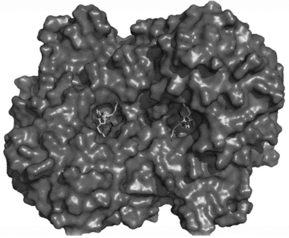 Method for preparing crosslinked NAMPT (Nicotinamide Phosphoribosyltransferase) and screening NAMPT inhibitor