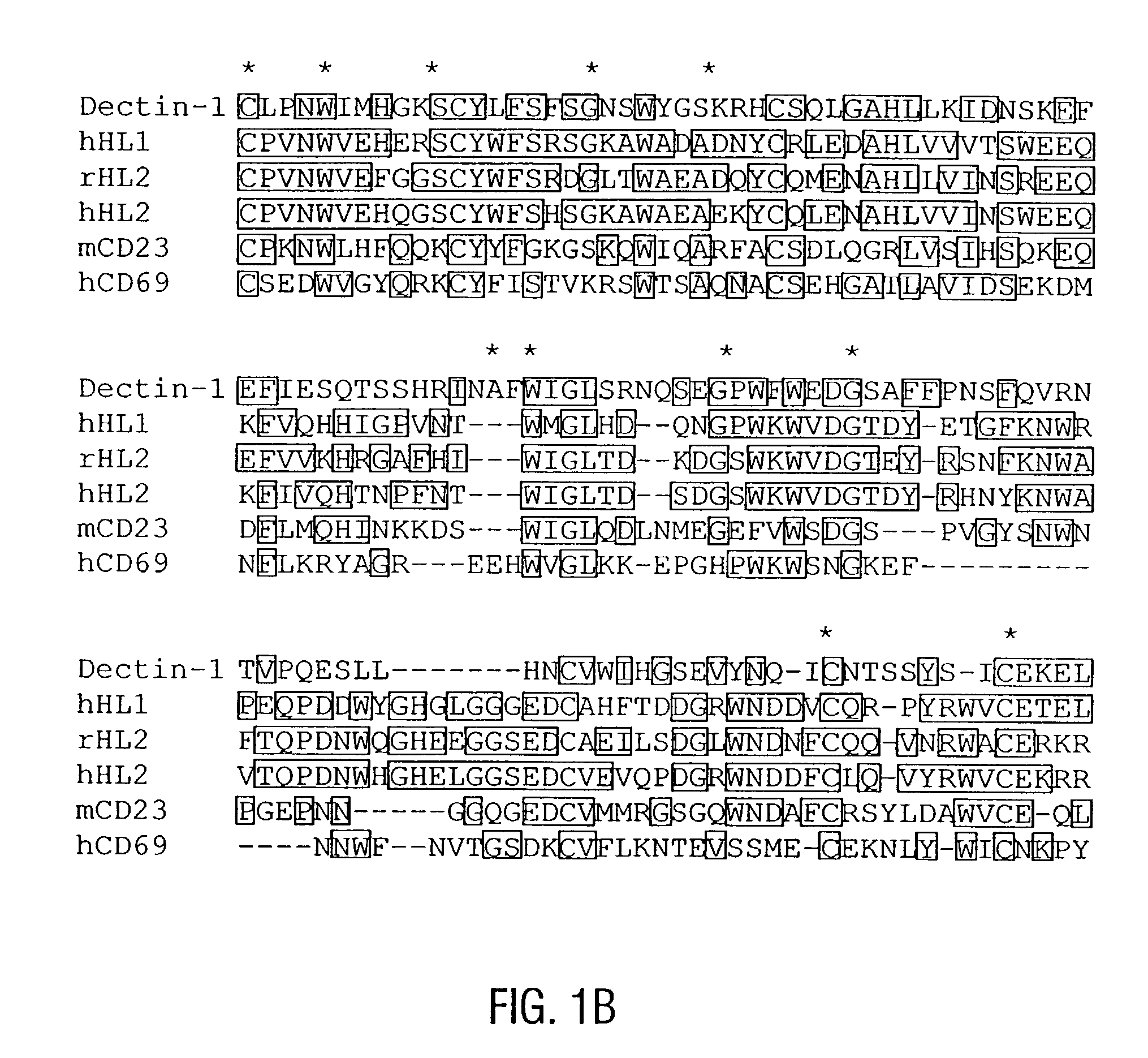 Unique dendritic cell-associated C-type lectins, dectin-1 and dectin-2; compositions and uses thereof