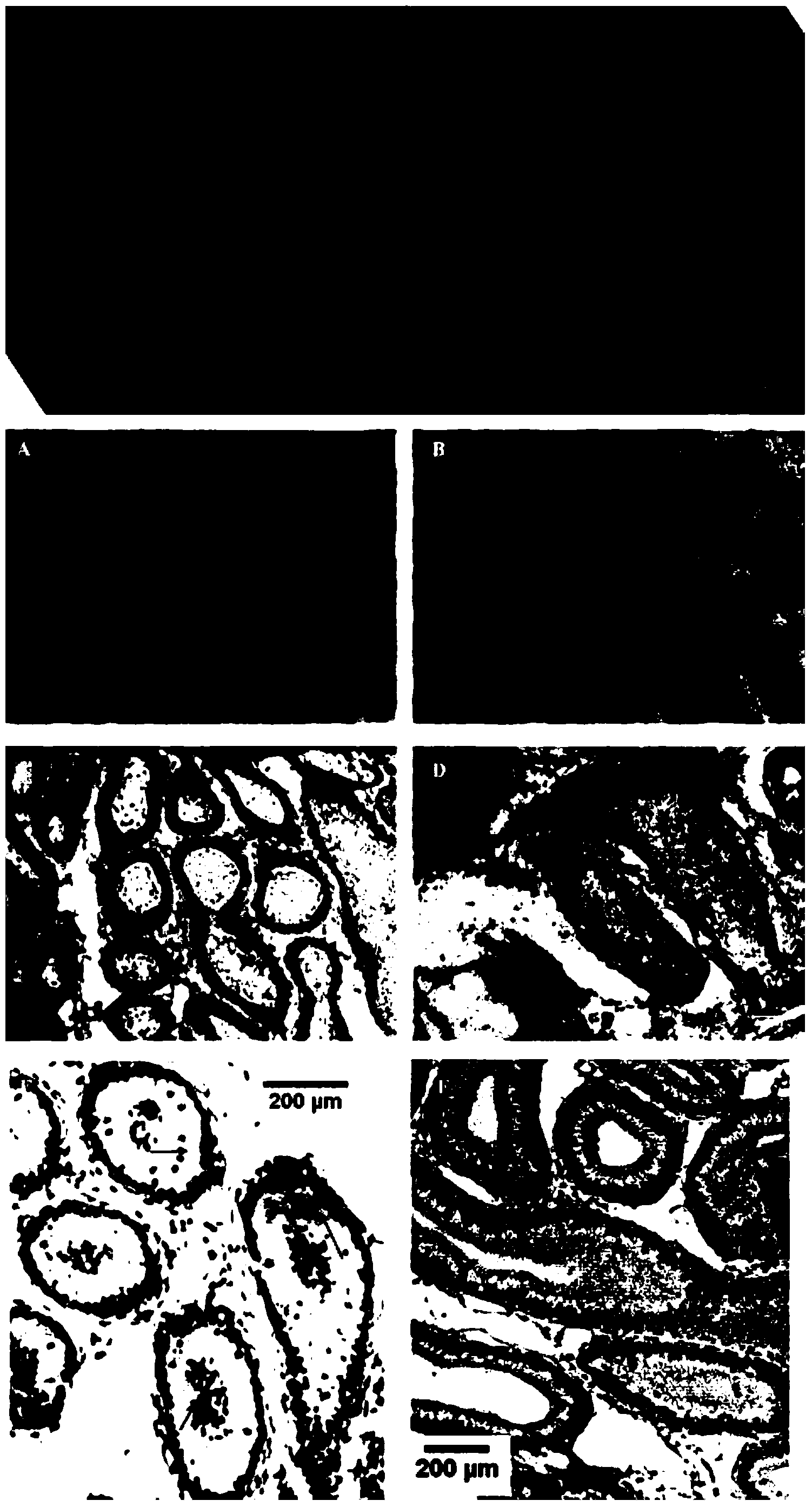 Interference fragment of colipase-like 2 (Clpsl2) gene and application of interference fragment